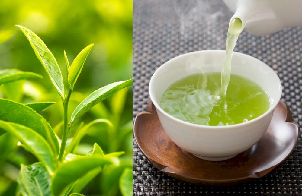 Chè xanh cây cổ thụ